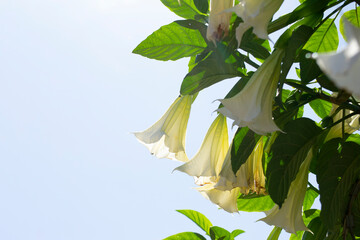 Flowers, leaves, and branches of Brugmansia candida, popularly known as angel's trumpet and white...