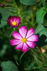 Cosmos bipinnatus is a species of flowering plant belonging to the Asteraceae family