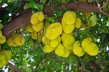 Fruits, leaves and trunk of the jackfruit tree (Artocarpus heterophyllus)