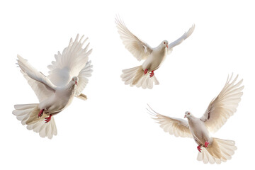 Fototapeta premium flying doves on an isolated transparent background