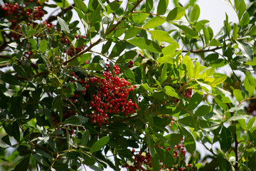 The Aroeira or mastic tree (Schinus terebinthifolia) and its pink pepper	