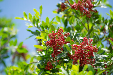 Obraz premium The Aroeira or mastic tree (Schinus terebinthifolia) and its pink pepper 
