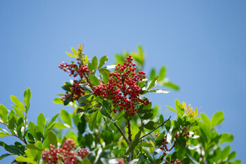The Aroeira or mastic tree (Schinus terebinthifolia) and its pink pepper	