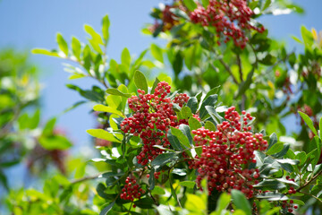 The Aroeira or mastic tree (Schinus terebinthifolia) and its pink pepper	