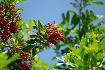 The Aroeira or mastic tree (Schinus terebinthifolia) and its pink pepper	