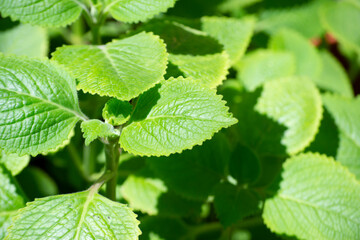 Leaves of a plant known as Malvarisco (Plectranthus amboinicus Lour.) in organic substrate.