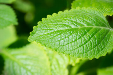 Leaves of a plant known as Malvarisco (Plectranthus amboinicus Lour.) in organic substrate.