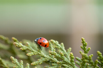 The seven-spotted ladybug, adorned with its red elytra adorned with seven distinct black spots, is a delightful emblem of luck and charm. Its tiny, rounded shape sinks gracefully over leaves and stems