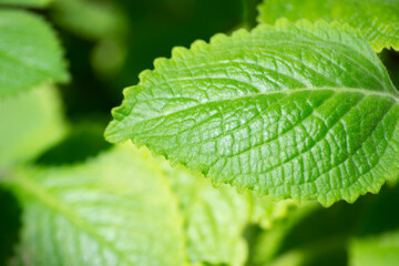 Leaves of a plant known as Malvarisco (Plectranthus amboinicus Lour.) in organic substrate.