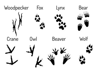 Traces of wild animals. Paw prints of woodpecker, fox, lynx, bear, owl, beaver, wolf, crane. Black and white vector illustration.