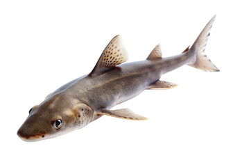 Dogfish isolated on transparent background