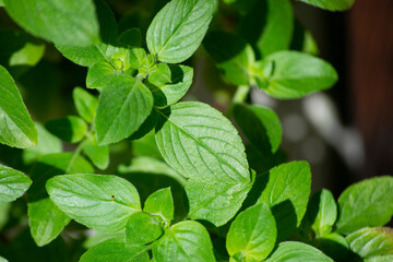 Basil Plant (Ocimum Basilicum L. - Lamiaceae), Where Many Leaves Can Be Seen, In The Background Substrate Or Soil Where It Is Planted. - obrazy, fototapety, plakaty