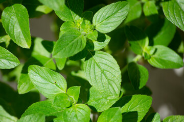 Basil Plant (Ocimum Basilicum L. - Lamiaceae), Where Many Leaves Can Be Seen, In The Background Substrate Or Soil Where It Is Planted.