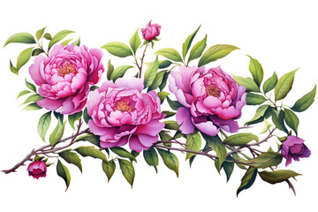 Watercolor pink peonies flowers with green leaves painting