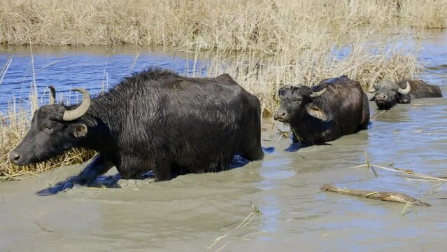 A herd of water buffalo walk on the water in the floodplain river valley, slow motion