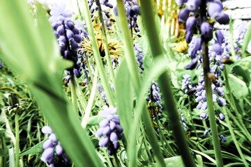 Blumenbeet im Garten mit blauen Traubenhyazinthen am Abend im Frühling
