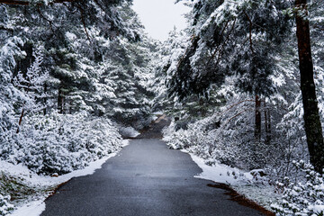 Empty road through snowy forest, tall pine trees, cloudy day, natural cinematic light.