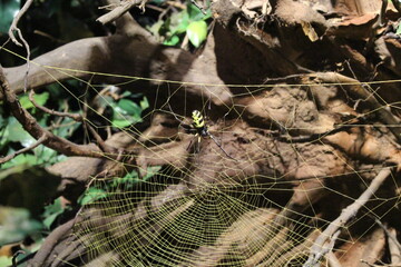 spider web 