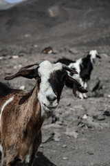 wild life goat