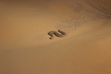 Fototapeta na wymiar snake on sand