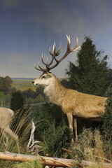 deer in the woods
