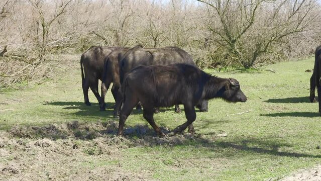 Panorama of a herd of Water Buffaloes grazing on a green meadow among bushes, Slow motion