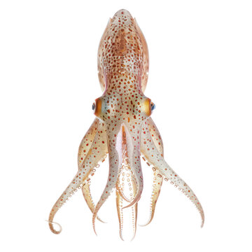 humbold squid on isolated transparent background