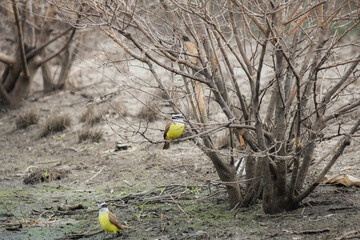 benteveo bird (Pitangus sulphuratus) in natural habitat, pitogüé ajisero, cristofué