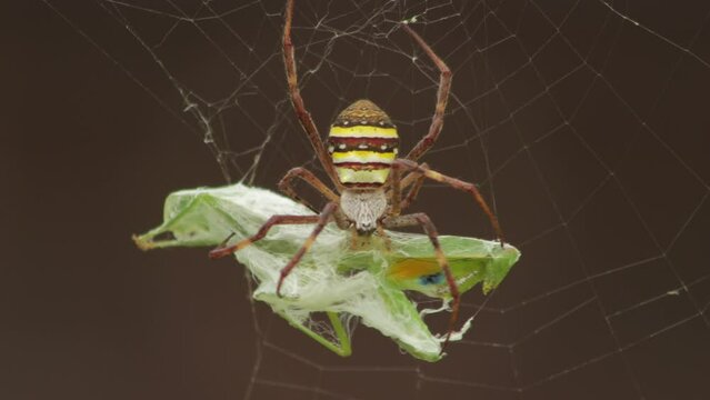 St Andrew's Cross Female Spider Eating Praying Mantis Caught In Web Daytime Sunny Australia Victoria Gippsland Maffra Close Up