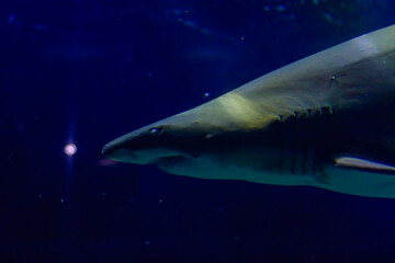 大洗水族館　サメ