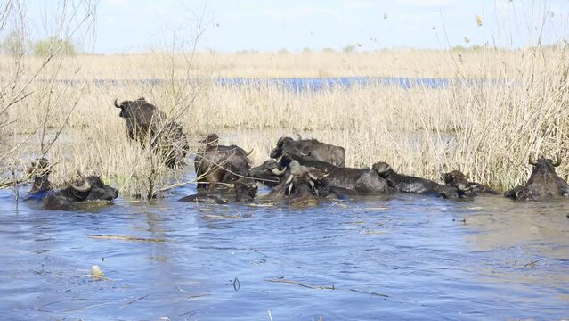 Group of water buffalo swim to an island in the flood valley river, Slow motion