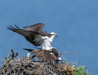 Osprey (Pandion haliaetus) 