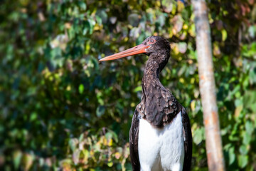 Beautiful The black stork which is also known as Ciconia.