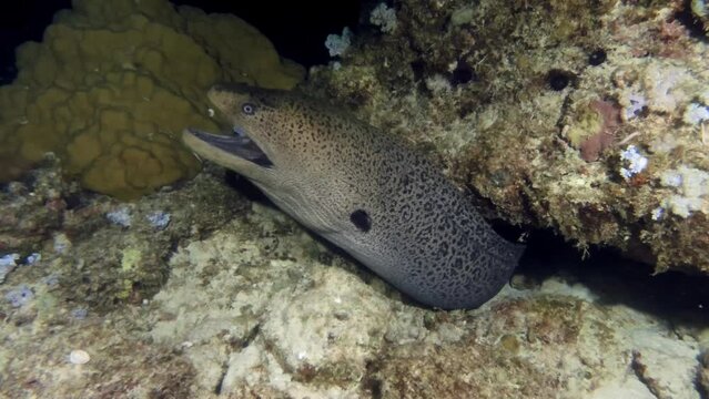 Closeup Of Giant Moray In Coral Reef. underwater Mauritius