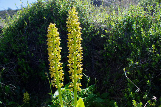 Two flower stalks of the punctate orchis (Orchis punctulata) in full bloom, yellow flowering terrestrial orchid in natural habitat, Cyprus