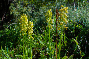 Yellow flowering punctate orchis (Orchis punctulata) with old seed head, terrestrial orchid in natural habitat, Cyprus