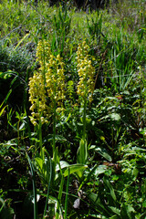 Small-dotted orchis (Orchis punctulata) in full bloom, yellow flowering terrestrial orchid in...