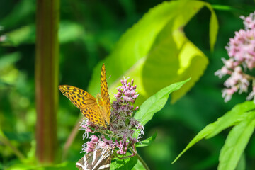 Close up view on butterfly Silver-washed fritillary polluting purple flower on alpine meadow in...