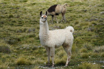 Fototapeta premium llama in the grass