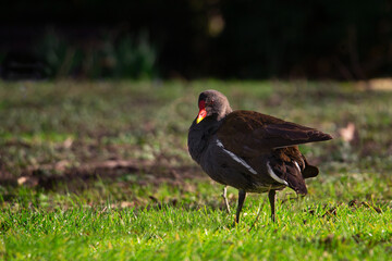 Common moorhen. Gallinula chloropus, Malaga, Germany. High quality photo