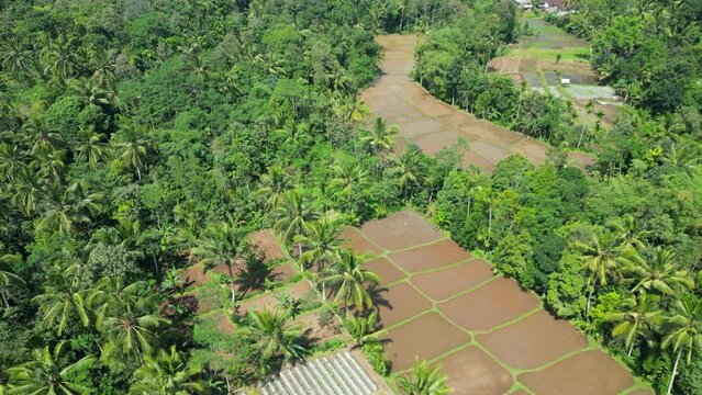 Rural Banyuwangi Agricultural Fields And Jungle East Java