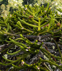 Ramas de una araucaria. detalle primer plano
