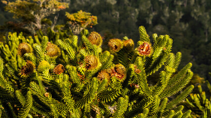 Ramas de una araucaria. detalle primer plano

