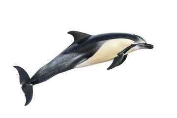 Obraz premium risos dolphin on isolated transparent background