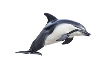 Fototapeta premium risos dolphin on isolated transparent background
