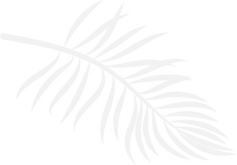 Fototapeta premium Shadow of a coconut leaf. On transparent, png. Shadow of tropical leaves. For summer decor. Jungle, sale, vacation