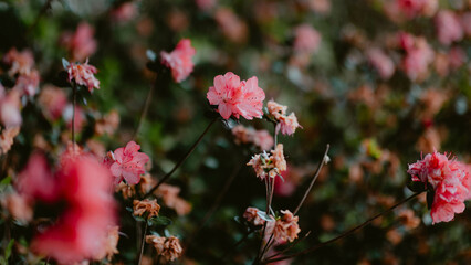 pink flower in the garden
