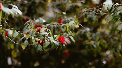 red and white flowers