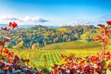 Zelfklevend Fotobehang Fabulous vineyards landscape in South Styria near Gamlitz. © FaiV007