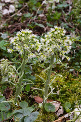 Weiße Pestwurz (Petasites albus) begegnet auf der Schwäbischen Alb
